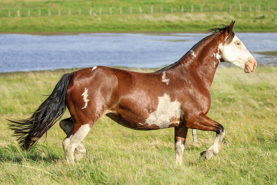 Lote CATANDUVA DOLLY