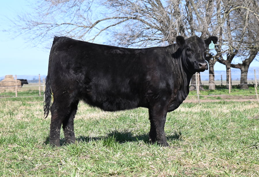 Lote VAQUILLONA PURA DE PEDIGREE