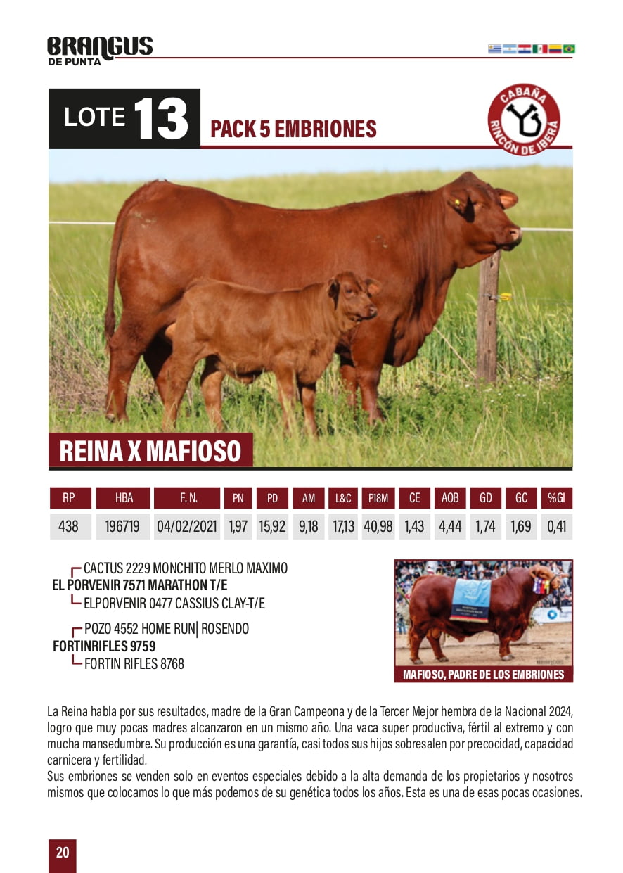 Lote PACK 5 EMBRIONES REINA X MAFIOSO