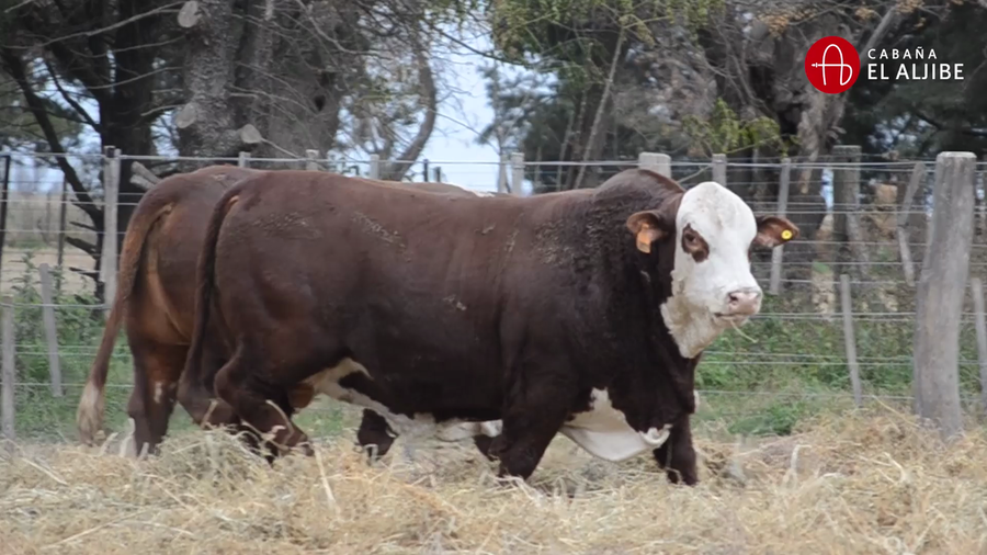 Lote BRAFORD EL ALJIBE