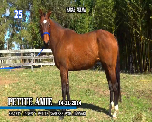 Lote PETITE AMIE