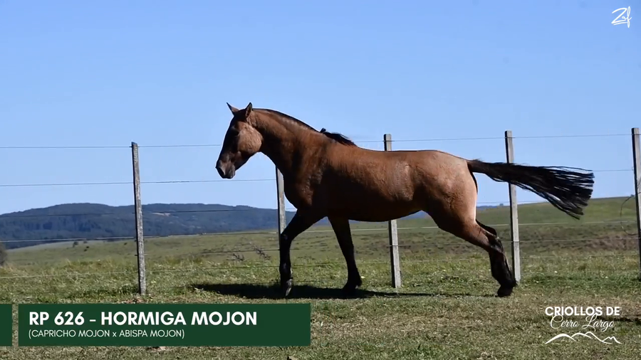 Lote HORMIGA MOJON