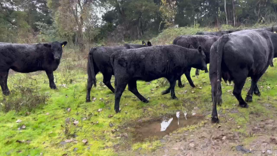 Lote 24 Vaquilla Encaste en San Carlos, XVI Región Ñuble