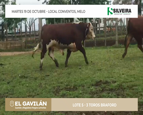 Lote 3 Toros Braford - Cabaña El Gavilán (lote 5)