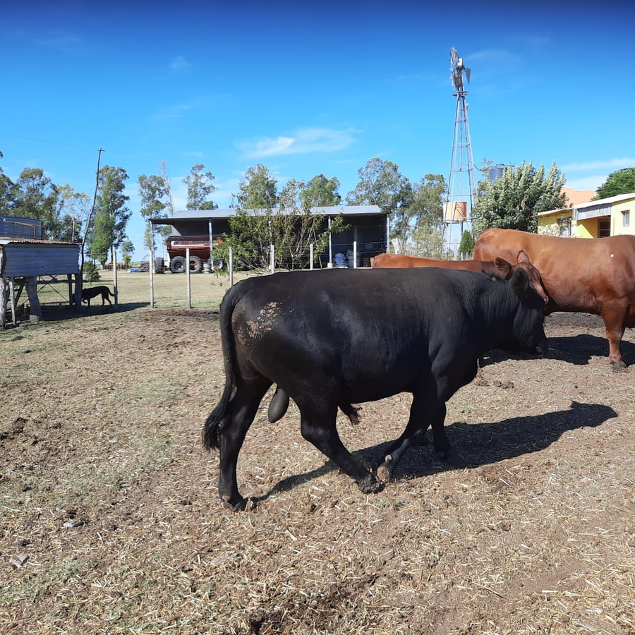 Lote Toros Angus Buen Origen