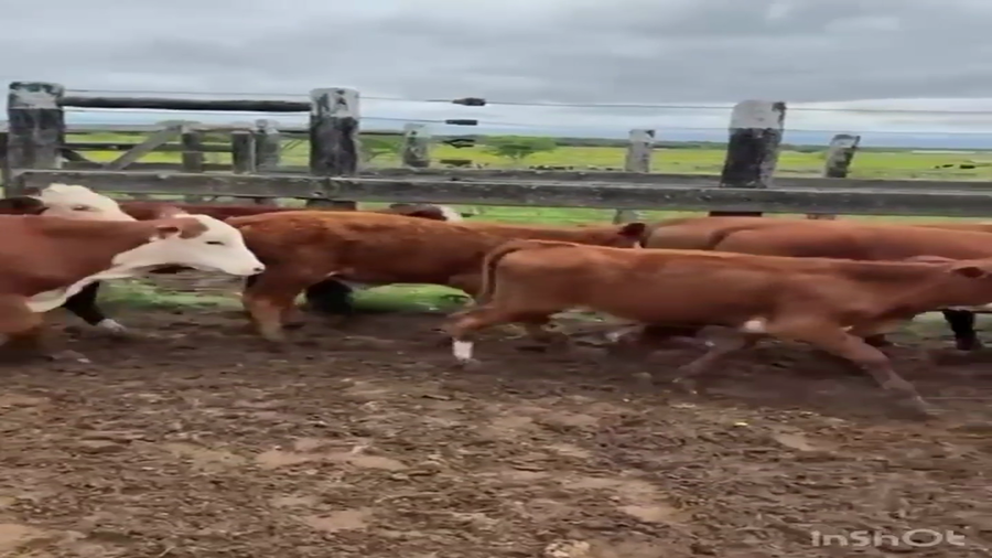 Lote 103 Terneros en Corrientes, San Cosme