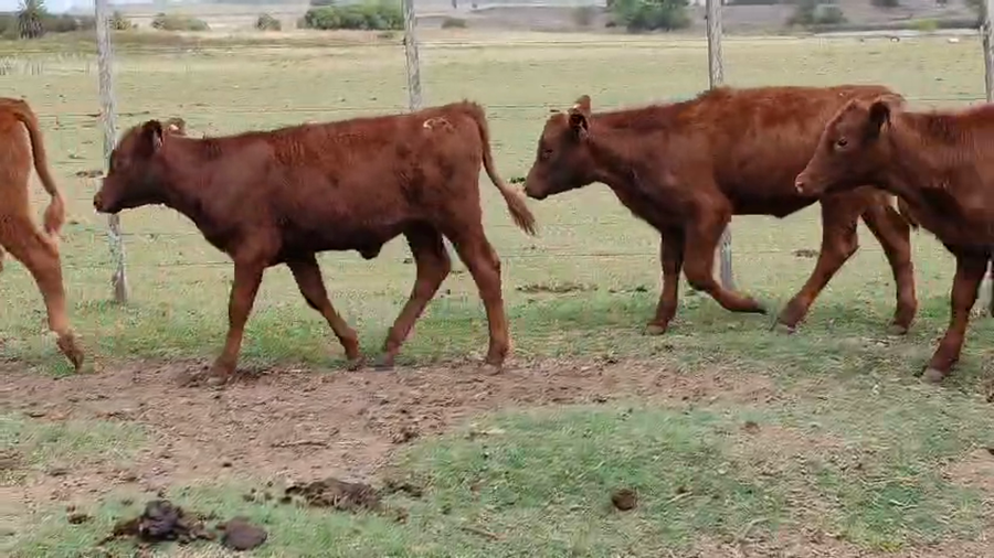 Lote 18 Terneras a remate en Pantalla Camy - Aniversario 31 Años, San José