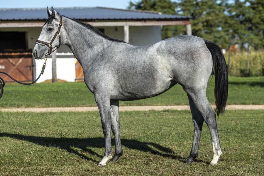 Lote BETA STAR (ARG)