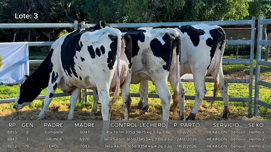 Lote Vacas