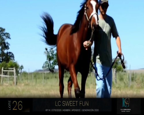 Lote LC SWEET FUN