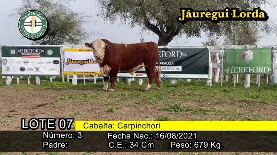 Lote TORO