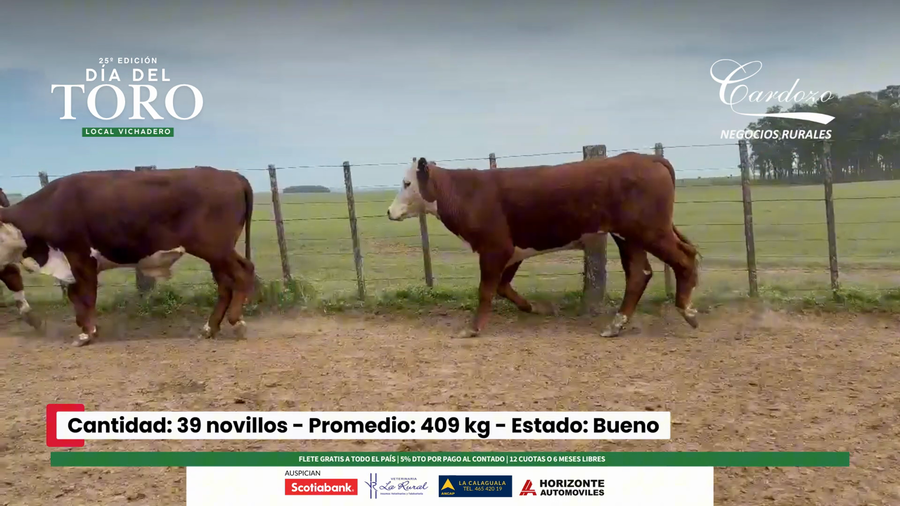 Lote 39 Novillos