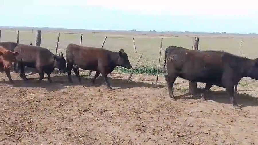 Lote 168 Vaquillonas en Camilo Aldao, Córdoba