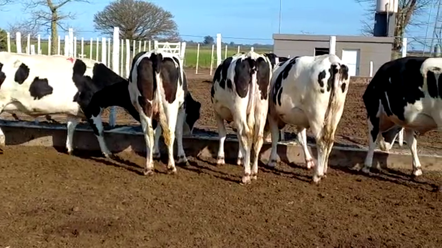 Lote Marisel Peretti