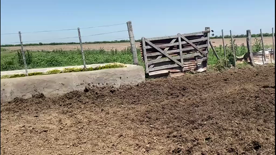 Lote 20 Terneras Braford y Brangus en Humberto 1º, Santa Fe