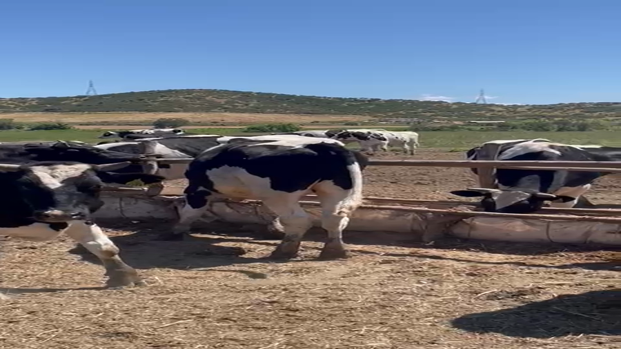 Lote 50 Novillo Engorda en Melipilla, Región Metropolitana