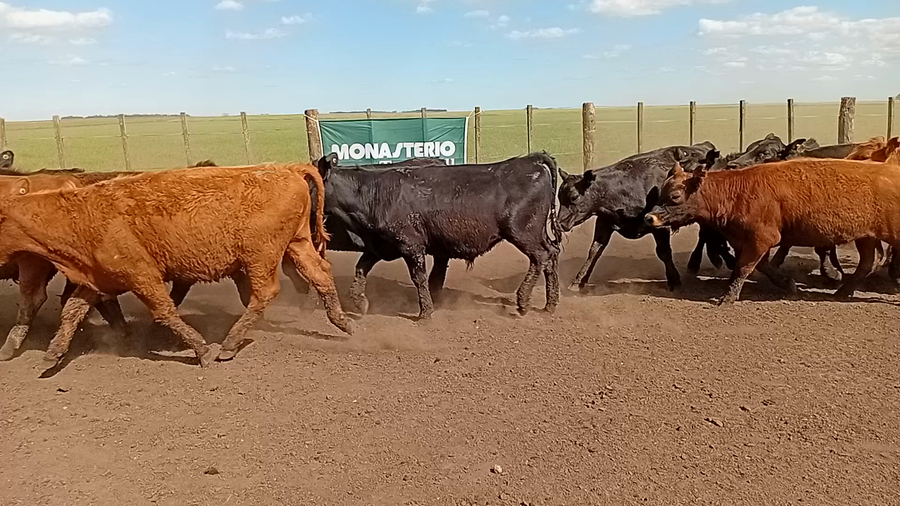 Lote 69 Novillitos en Benito Juárez