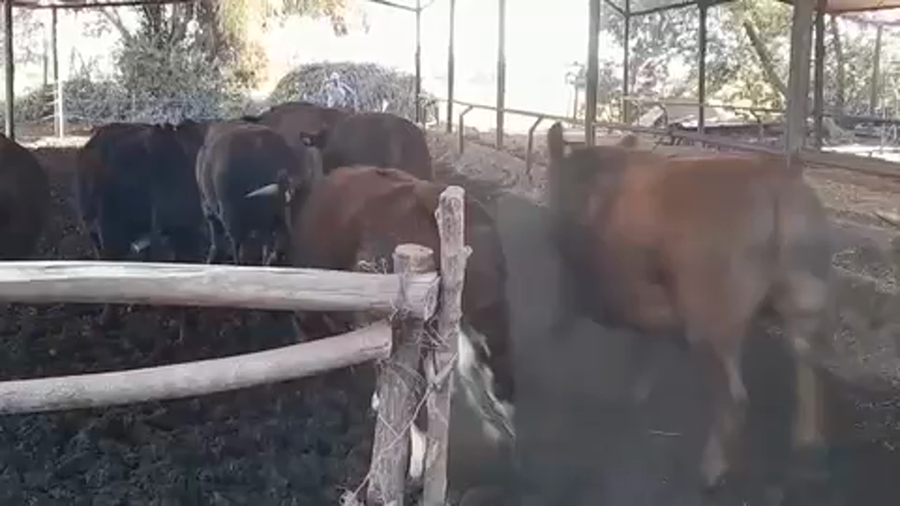 Lote 45 Novillo Gordo en Linares, VII  Región Maule