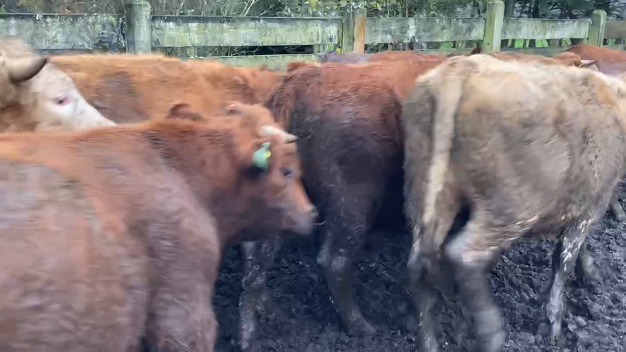 Lote 20 Novillo Engorda en Río Bueno, XIV Región Los Ríos