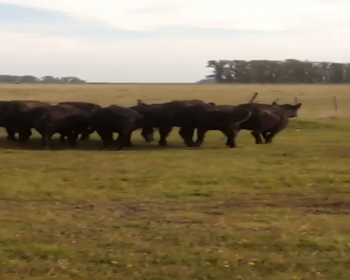 Lote 17 Vaquillonas en Rauch, Buenos Aires