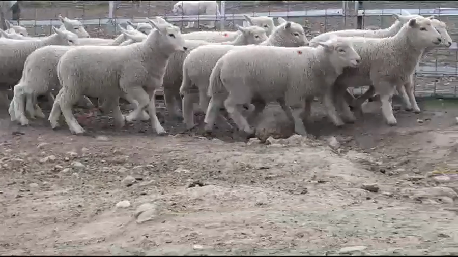 Lote (Vendido)20 Corderos HIGHLANDER a remate en #37 Pantalla Carmelo 28kg -  en BARKER
