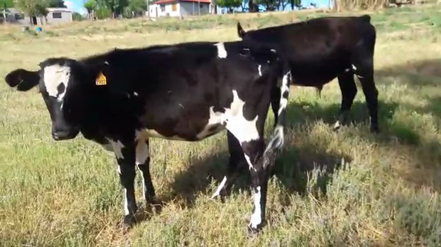 Lote 2 Terneros/as Normando y Cruza