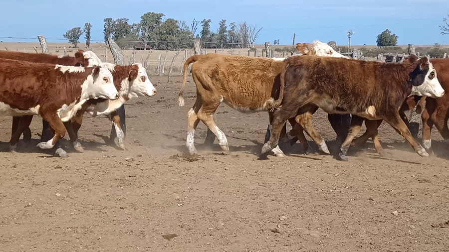 Lote 65 Terneros/as en Corrientes, Curuzu Cuatia
