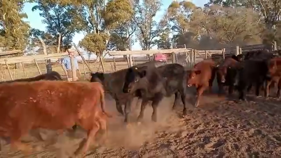 Lote 40 Terneros en Buenos Aires, Carlos Casares