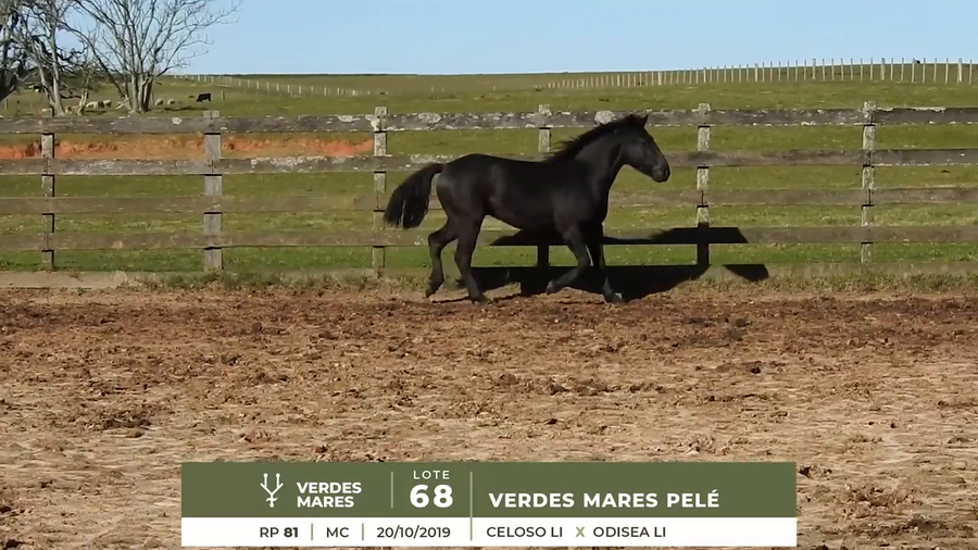 Lote VERDES MARES PELÉ