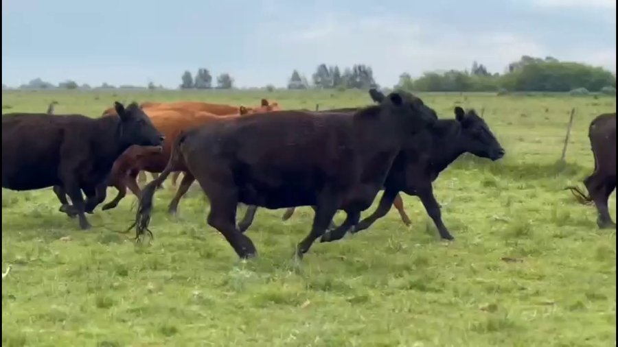 Lote 65 Terneros A TERMINO