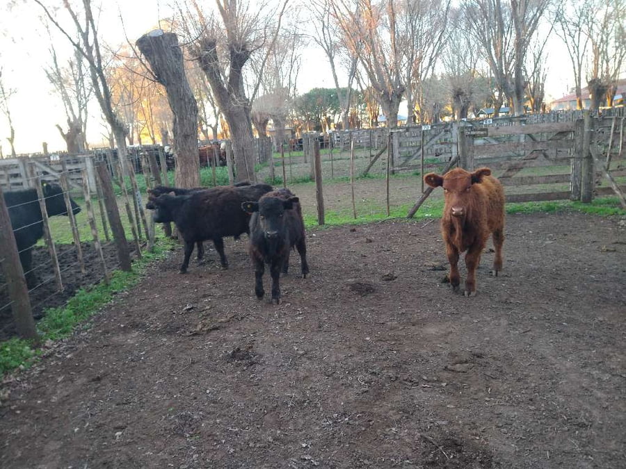 Lote 4 Terneros en Gral. Lamadrid, Buenos Aires