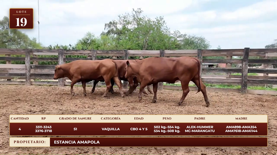 Lote LOTE 19
