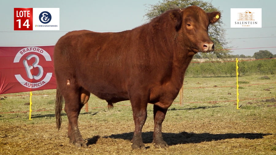 Lote LOTE 14 - TOROS ANGUS COLORADO PC NO. 12