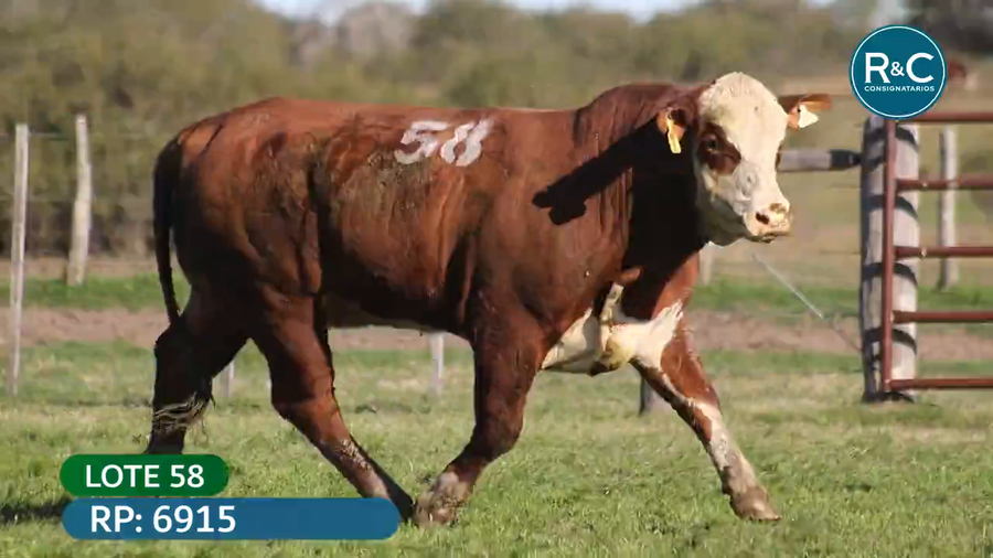 Lote Toros señal 22