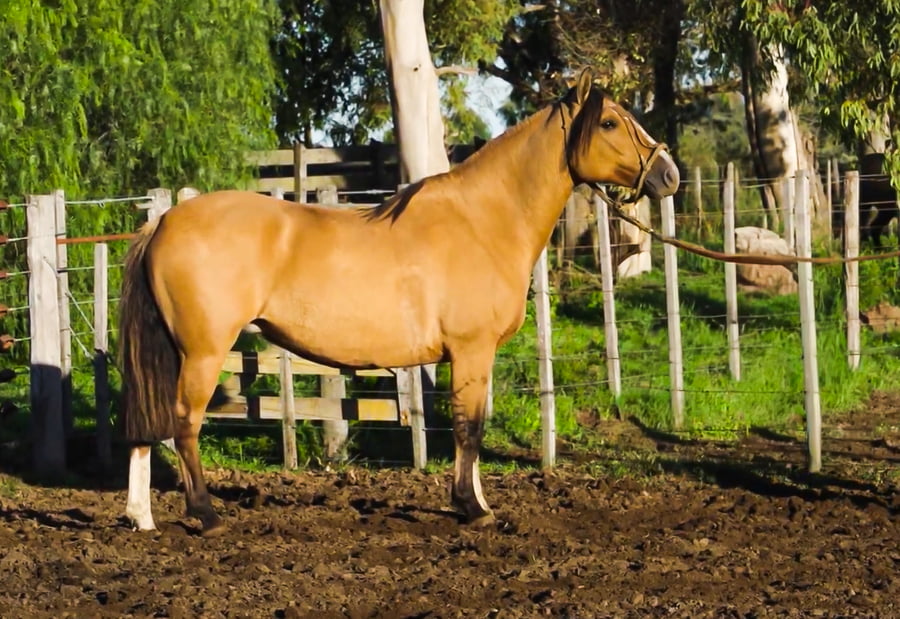 Lote Malpintado Macumba