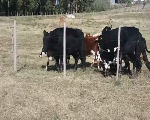 Lote (Vendido)10 Piezas de cría HE/ AA - NO, Colonia