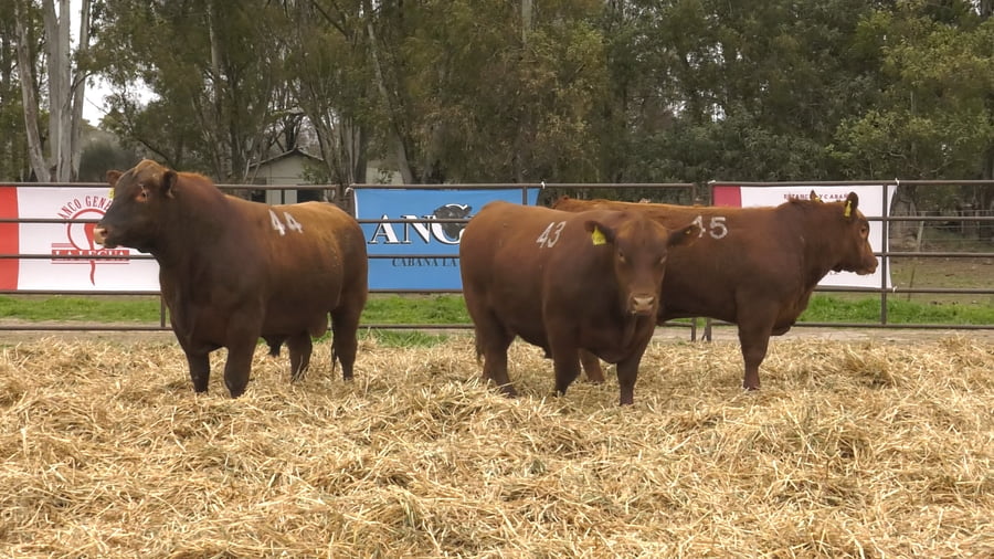 Lote TOROS ANGUS COLORADOS PC