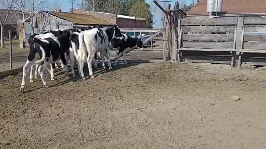 Lote Federico Romero - Terneras