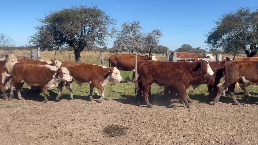 Lote 16 Terneros en Corrientes, Curuzú-Cuatiá