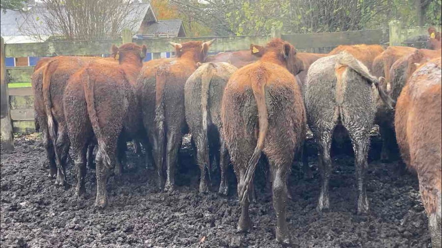 Lote 20 Novillo Engorda en Río Bueno, XIV Región Los Ríos