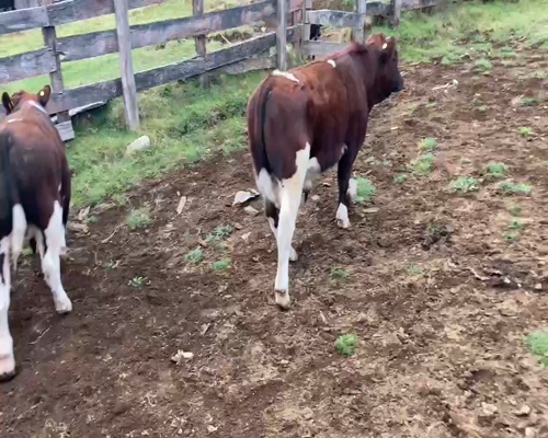 Lote 14 Ternero en Cisnes, XI Región Aysén