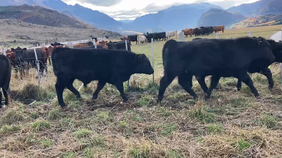 Lote 55 Ternero en Coyhaique, XI Región Aysén