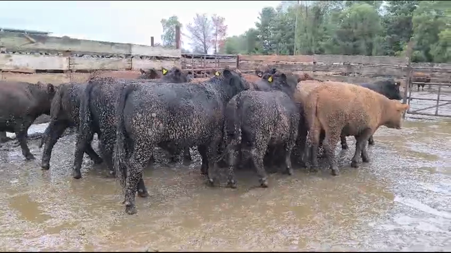 Lote 20 Novillo Gordo en Los Ángeles, VIII Región Biobío