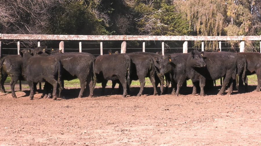 Lote VAQUILLONAS PURAS POR CRUZAS ( C/ garantía de preñez y con servicio)
