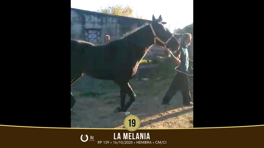 Lote Lote 19