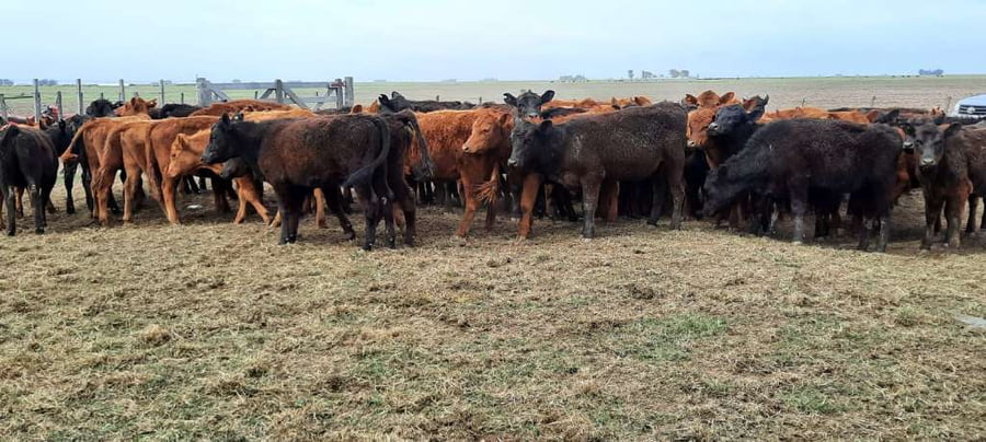 Lote 70 Vaquillonas en Gral. Lamadrid, Buenos Aires