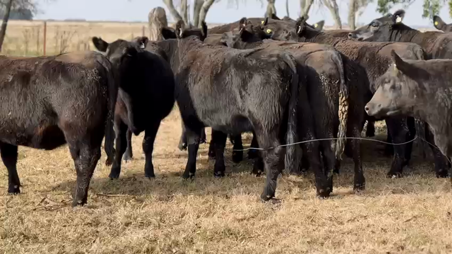 Lote 30 vaquillonas Angus Negro generales