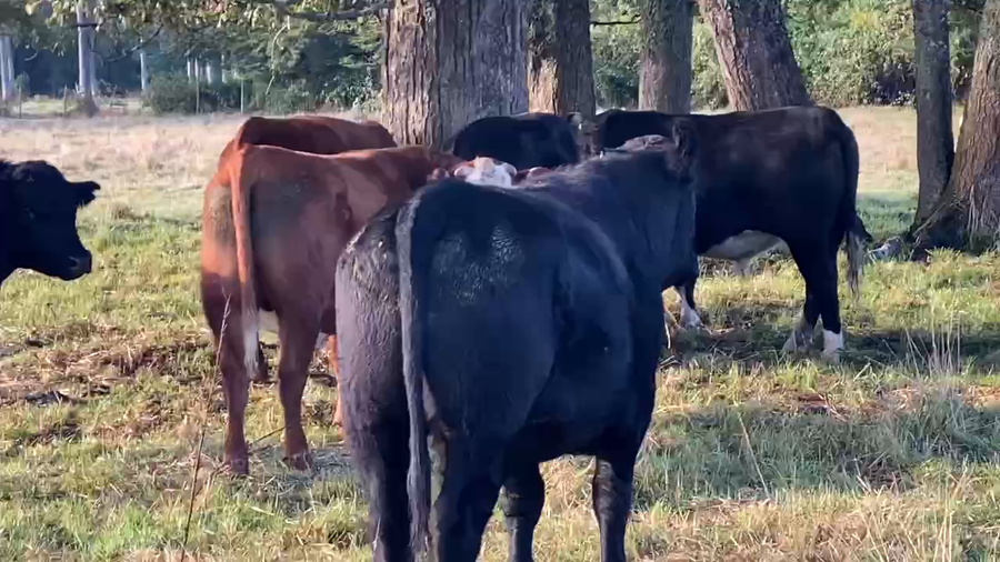 Lote 40 Novillo Gordo en X Región Los Lagos, Puyehue