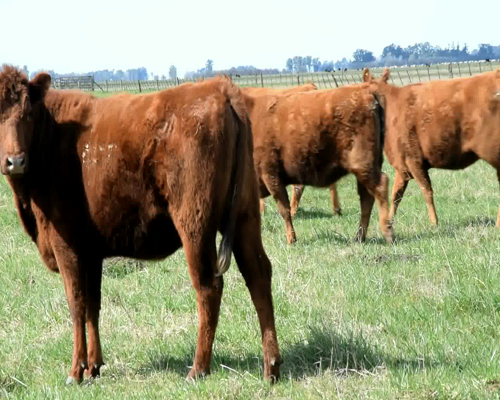 Lote 15 VAQ P/ ENTORAR DE 24 MESES COLORADAS Marca liquida , Genetica STA SERGIA