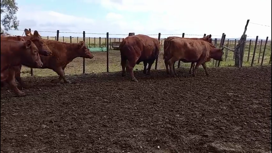 Lote VACAS BRANGUS PREÑADAS